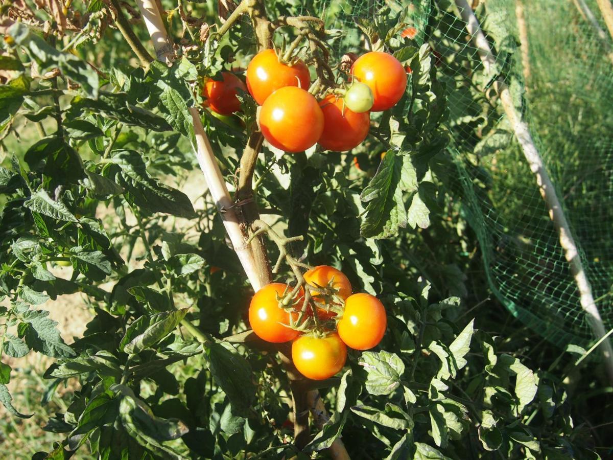 Agriturismo Ardizio 43 Pesaro Kültér fotó